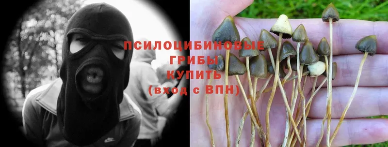 Псилоцибиновые грибы MAGIC MUSHROOMS  сколько стоит  Александровск 